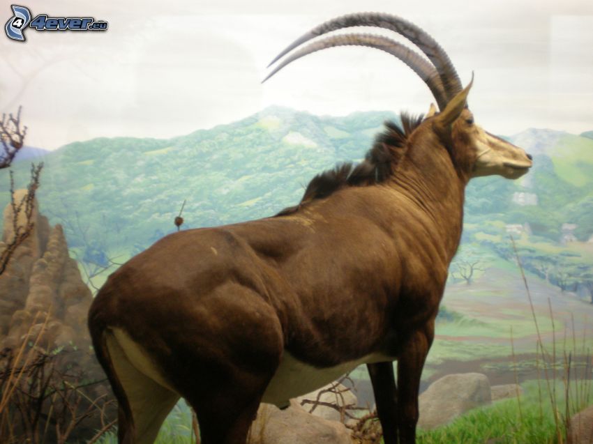 Antilopa Vraná, pohorie