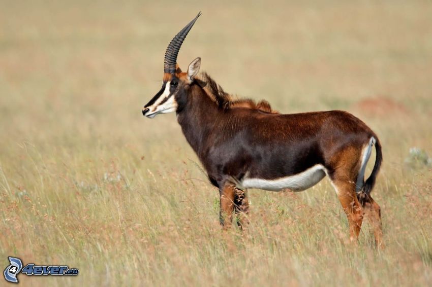 Antilopa Vraná, pole