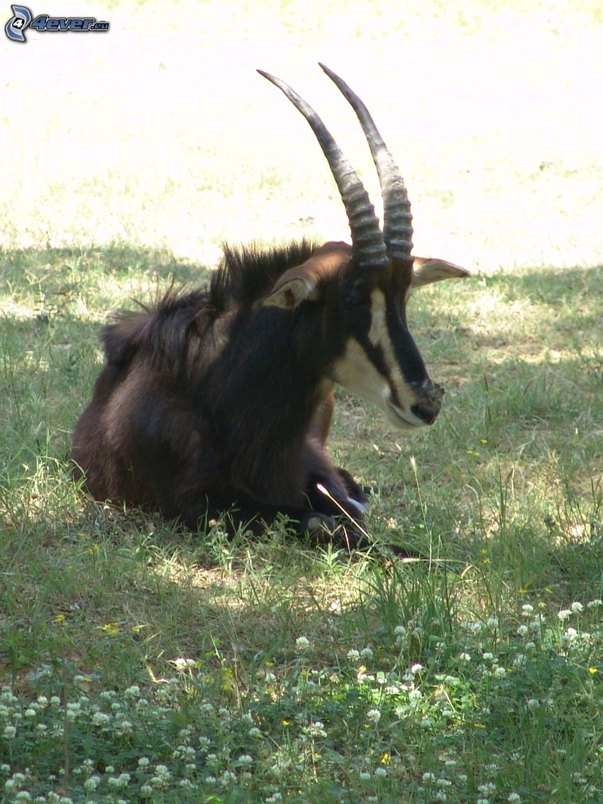 Antilopa Vraná, trávnik