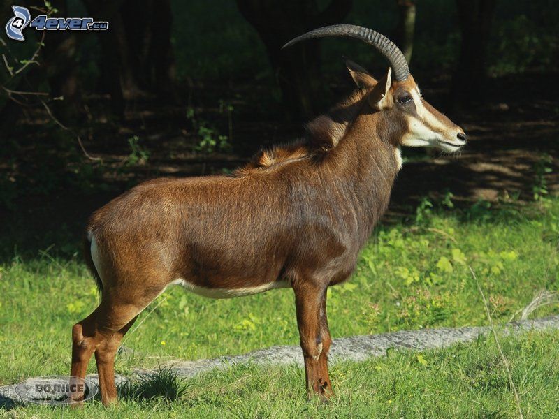 Antilopa Vraná