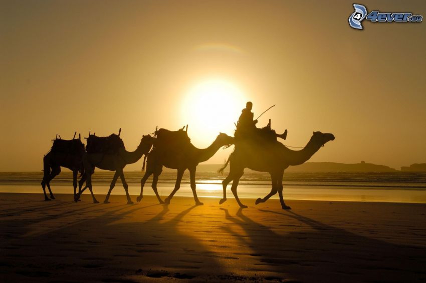 beduíni na ťavách, siluety, púšť, západ slnka