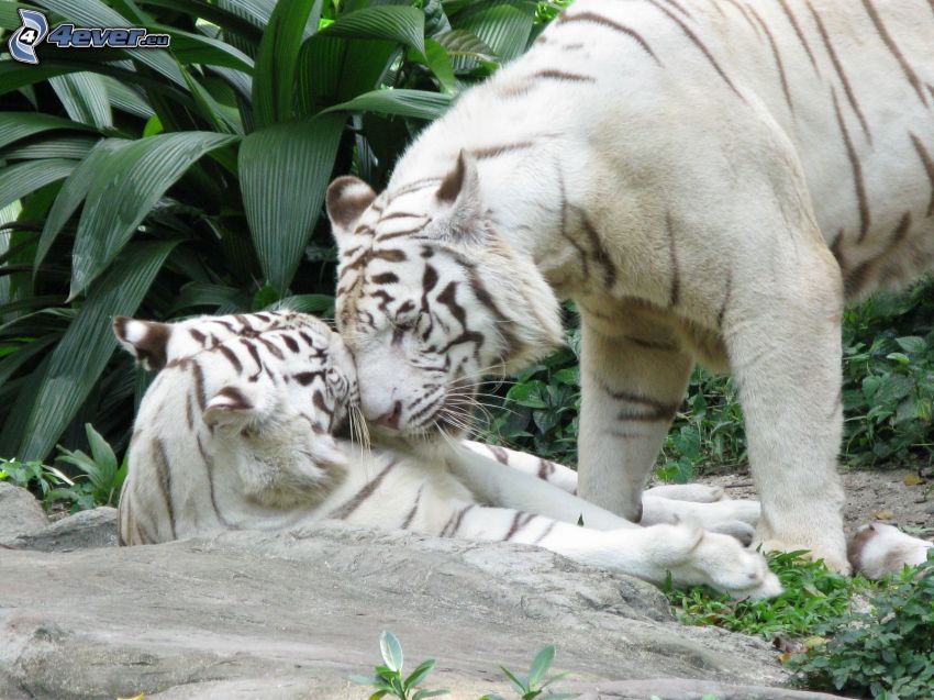 biele tigre