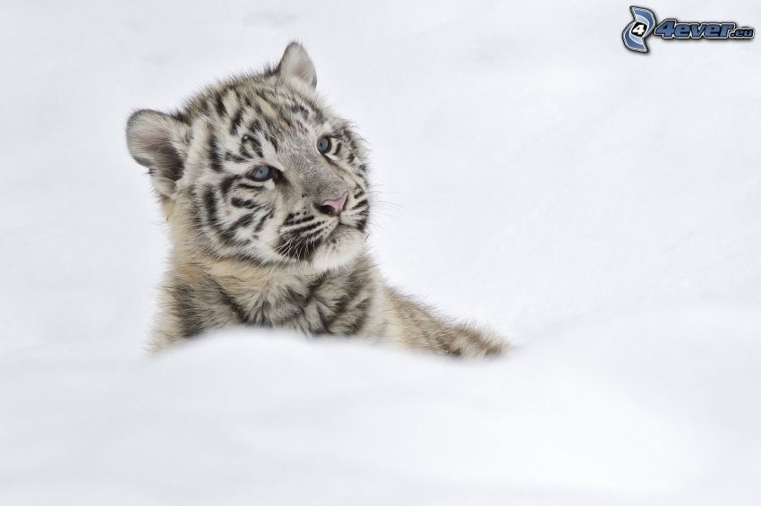 biely tiger, mláďa
