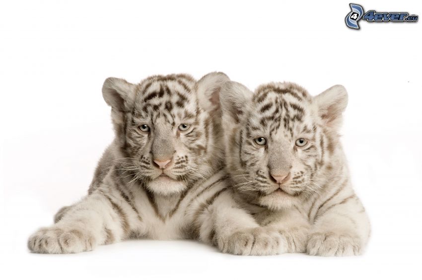 biely tiger, mláďatá