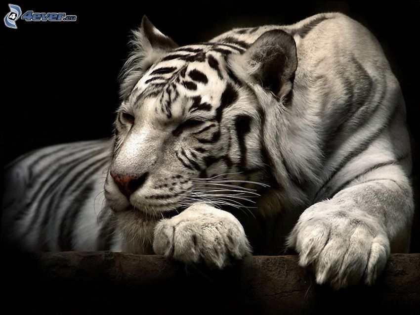 biely tiger