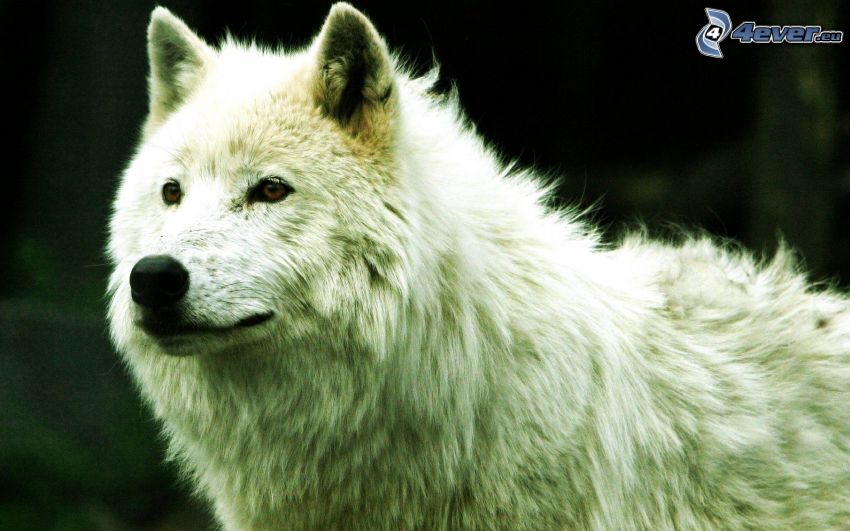 biely vlk