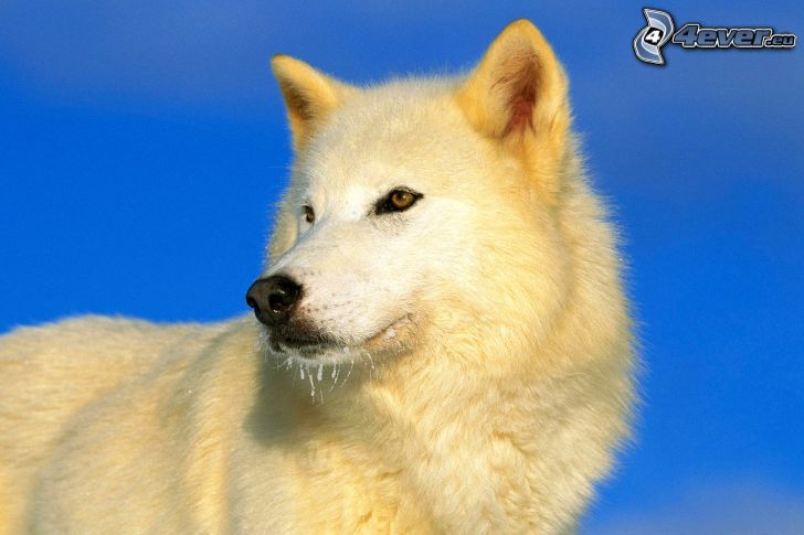biely vlk