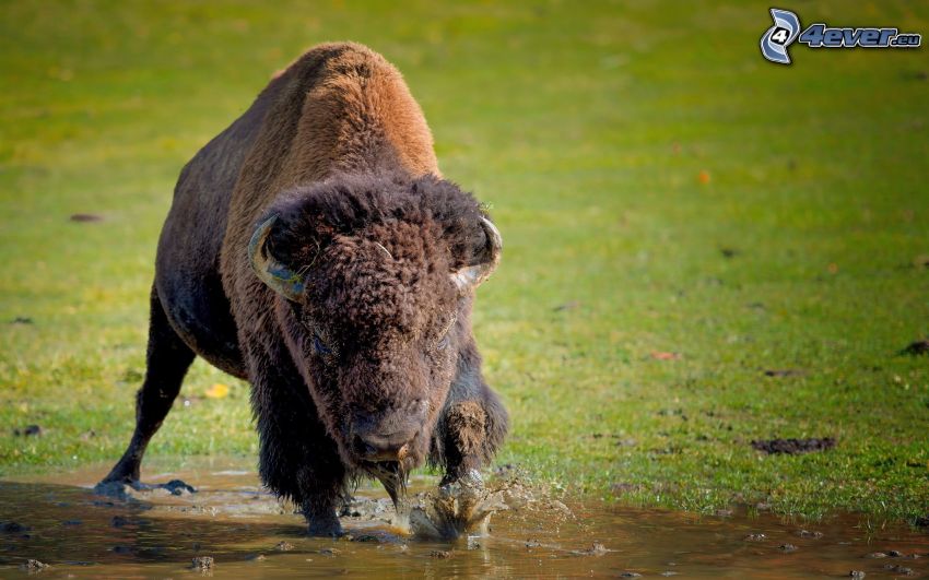 bizón, mláďa, voda
