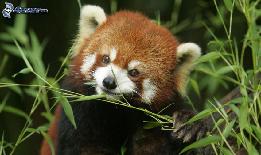 červená panda, potrava