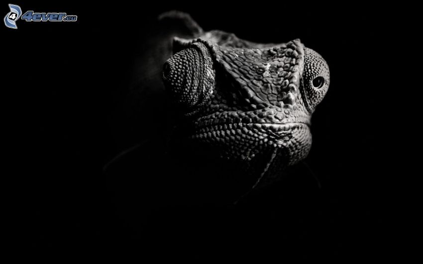 chameleón, čiernobiele