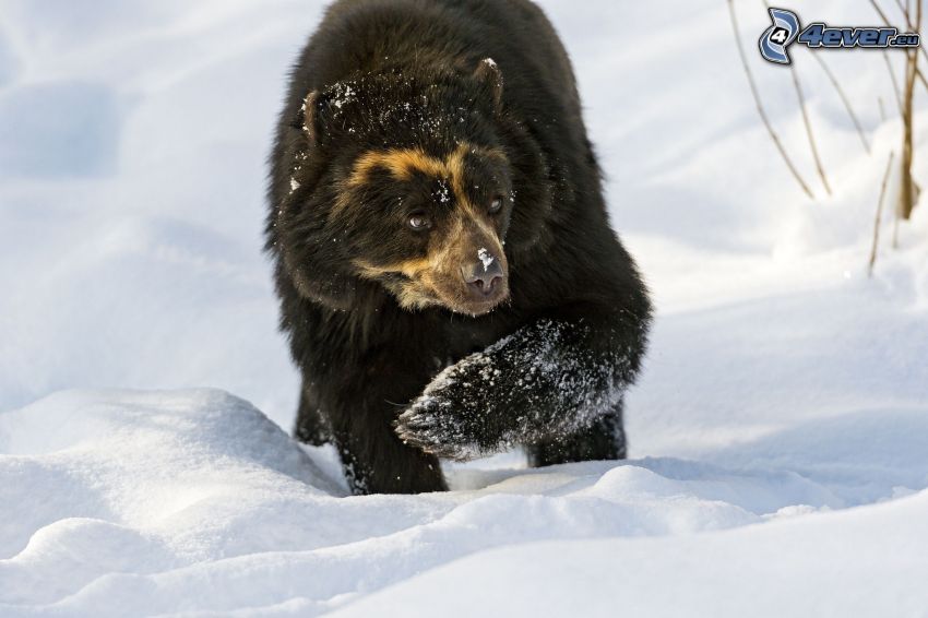 čierny medveď, sneh
