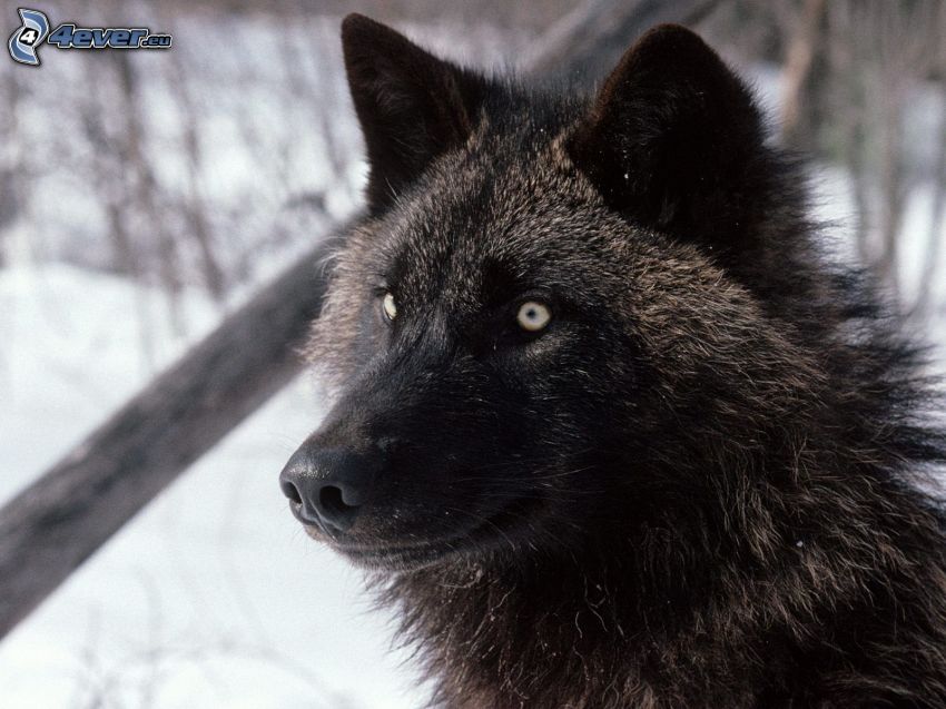 čierny vlk