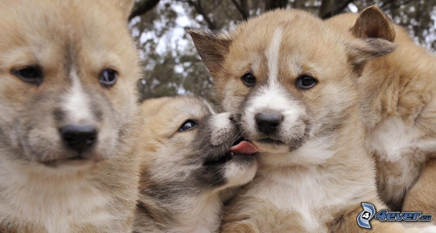 dingo, mláďatá, vyplazený jazyk