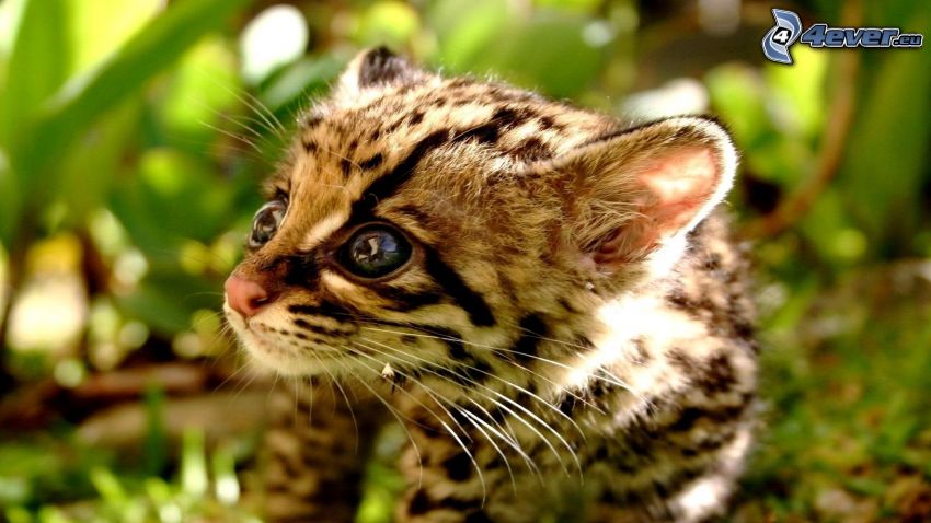 gepard, mláďa