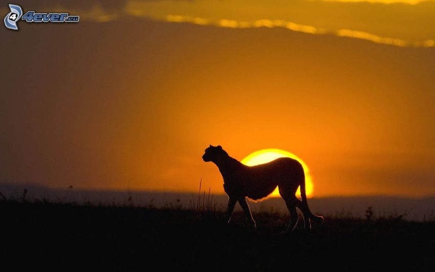 gepard, silueta, západ slnka na savane