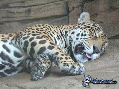 gepard, spánok