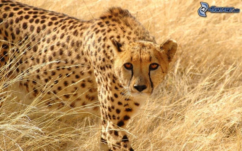 gepard, suchá tráva