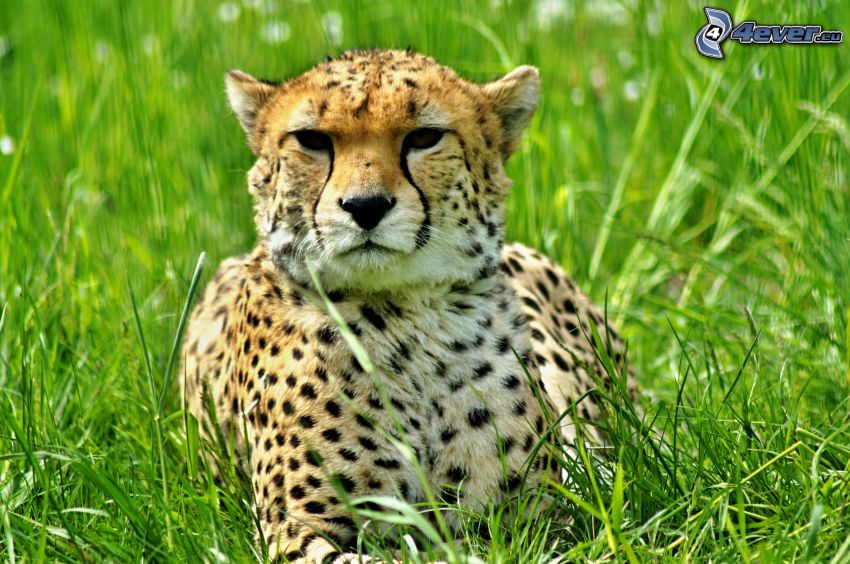 gepard, tráva