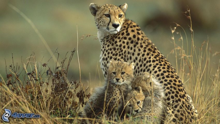 gepard s mláďatkom, gepardy, suchá tráva