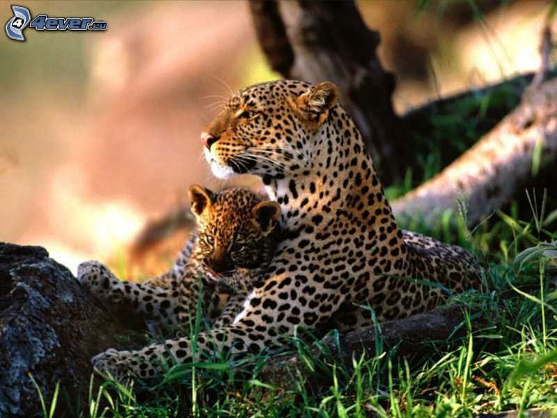 gepard s mláďatkom