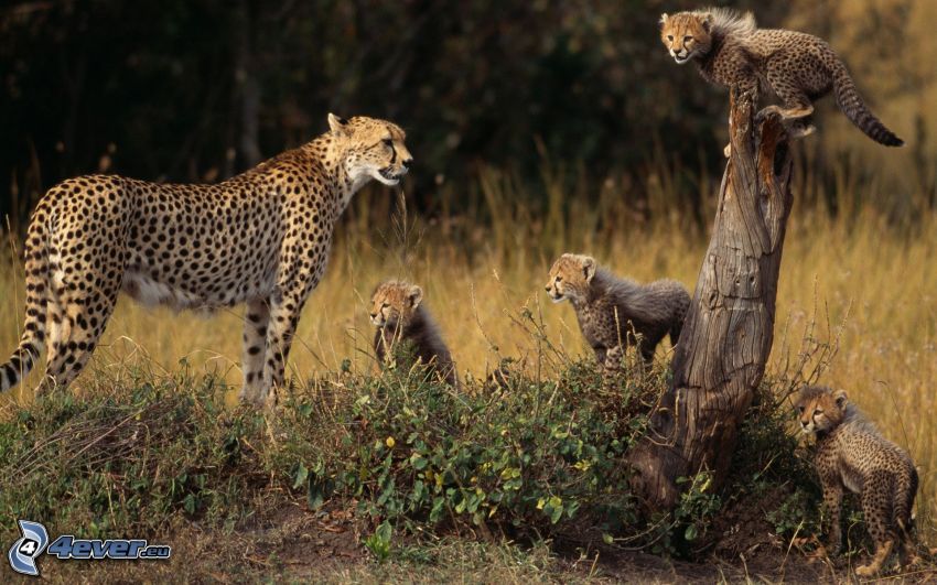 gepardy, mláďa geparda