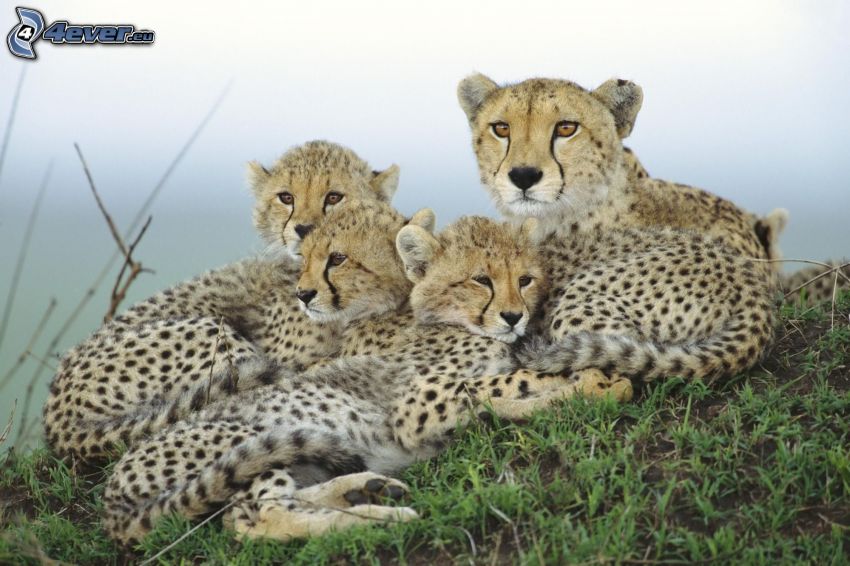 gepardy, mláďatá, rodina