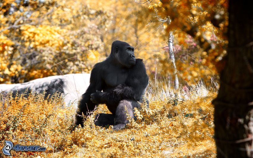 gorila, jesenné stromy