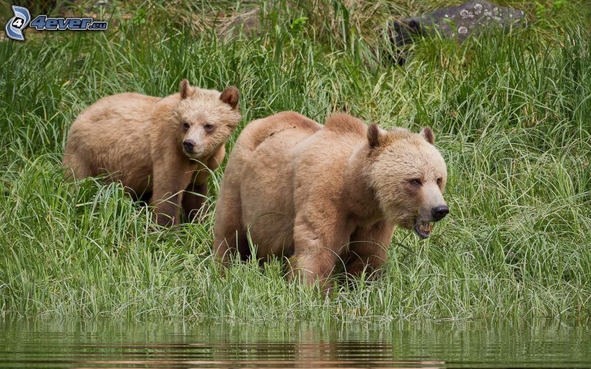 hnedé medvede, mláďa, zelená tráva, voda