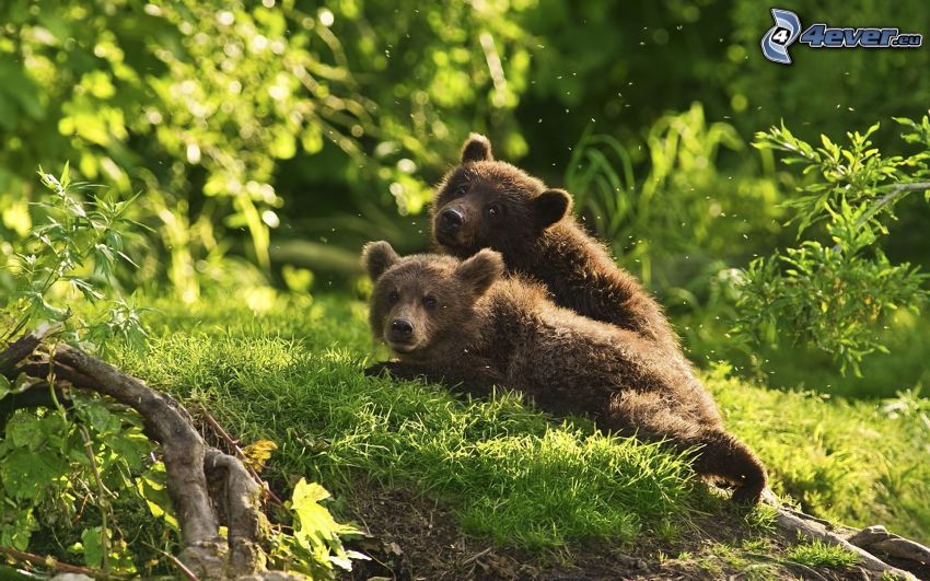 hnedé medvede, mláďatá, príroda