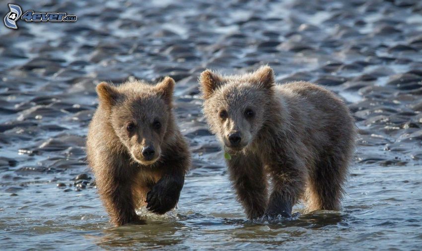hnedé medvede, mláďatá, voda