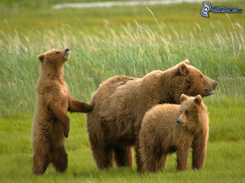 hnedé medvede, mláďatá, zelená tráva