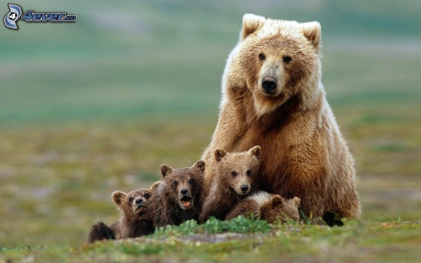 hnedé medvede, mláďatá