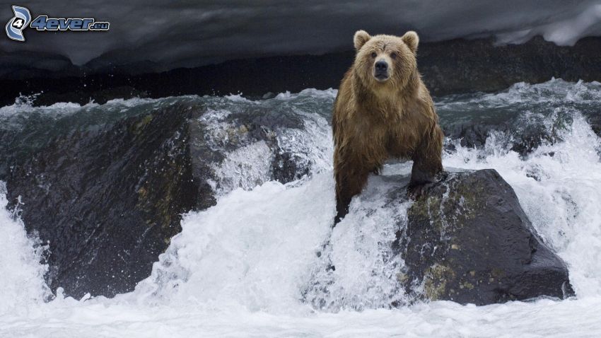 hnedý medveď, divoká voda