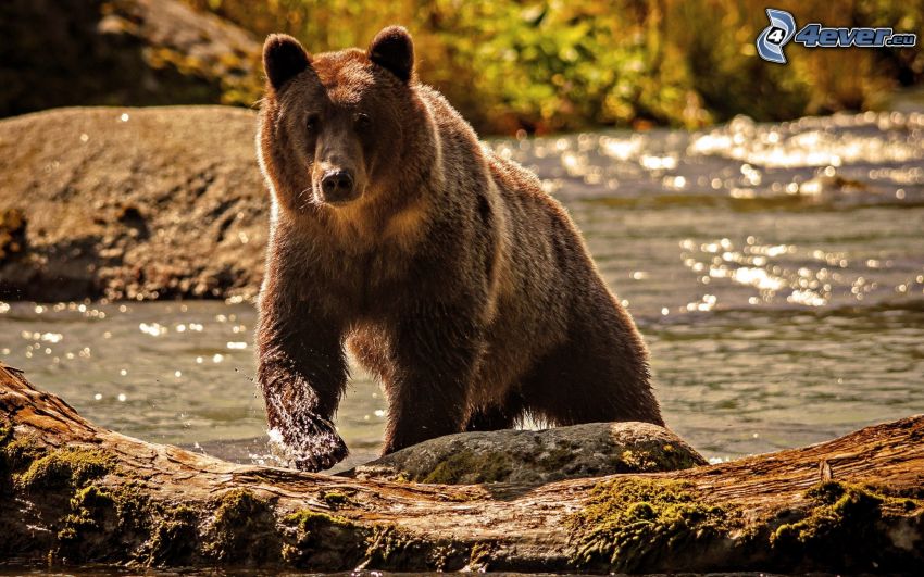 hnedý medveď, rieka, divočina