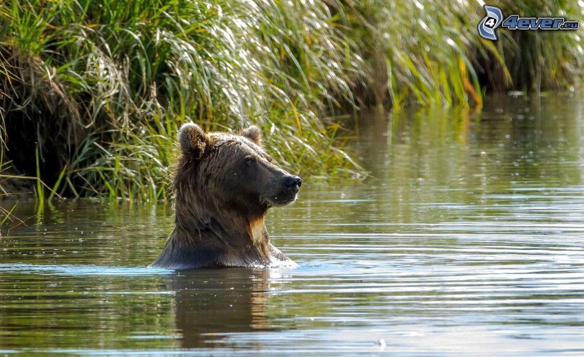 hnedý medveď, voda