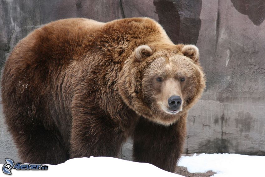 hnedý medveď