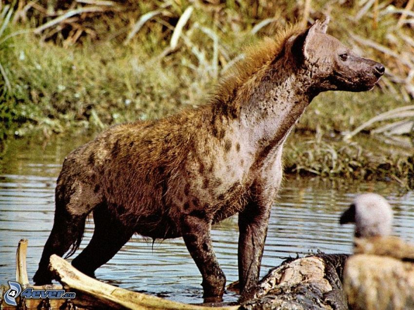 hyena, dravce, zvieratá, Afrika