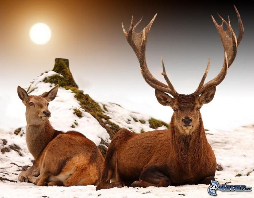 jelene, sneh, kopec, peň, slnko