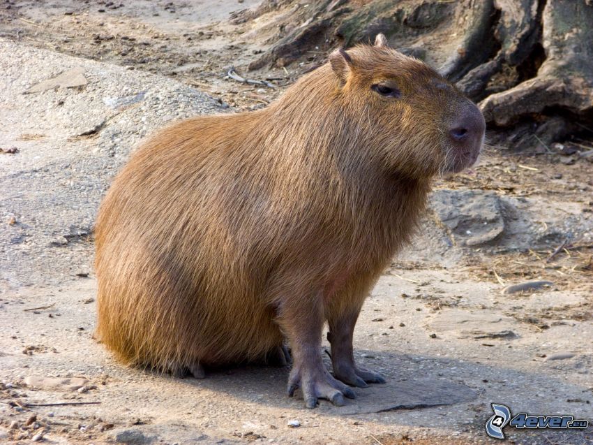kapybara