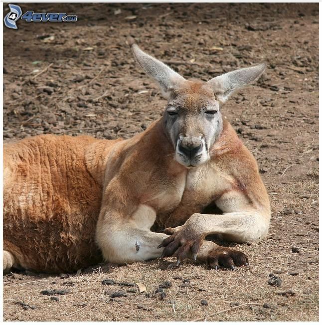 kengura, pohľad