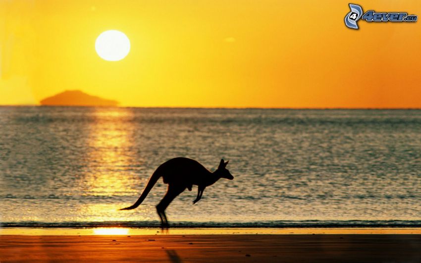 kengura, západ slnka nad ostrovom