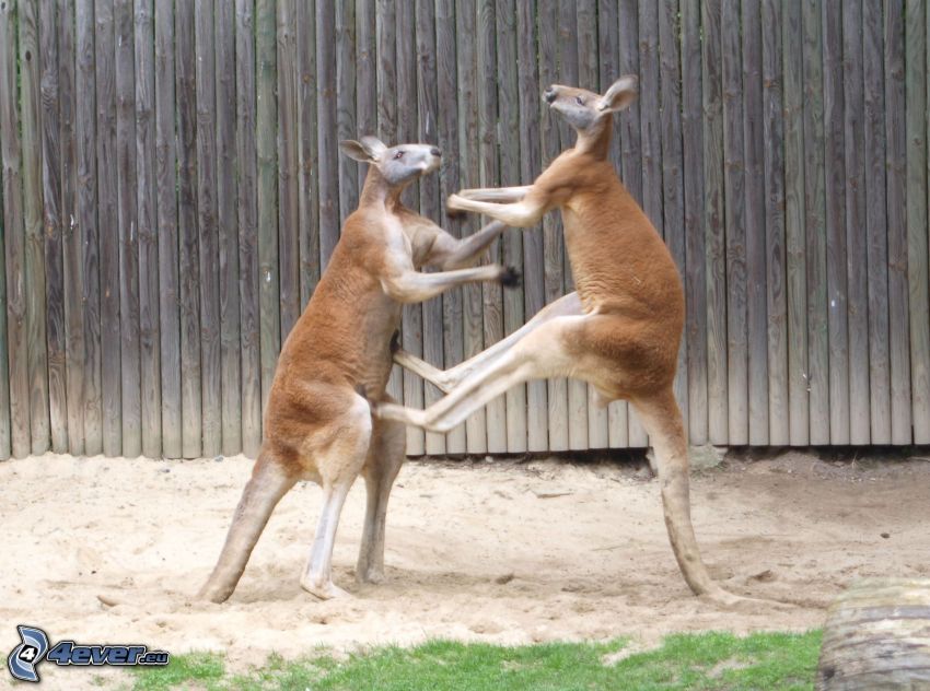 kengury, súboj
