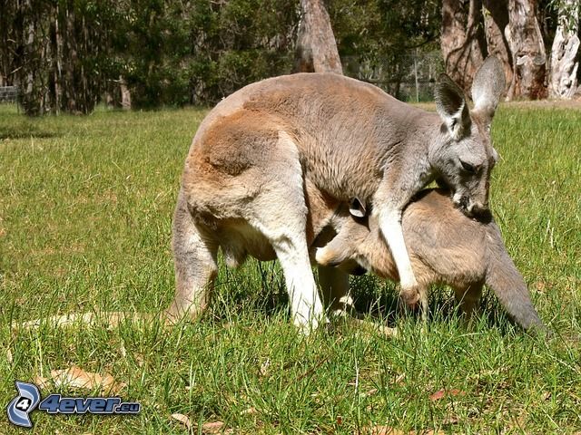 kengury, tráva
