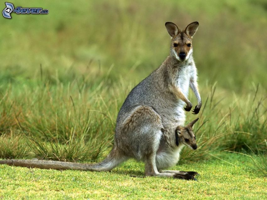 kengury, tráva