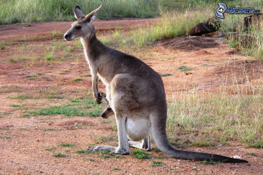 kengury