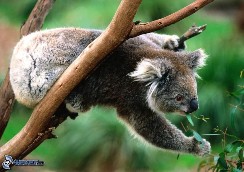 koala, eukalyptus
