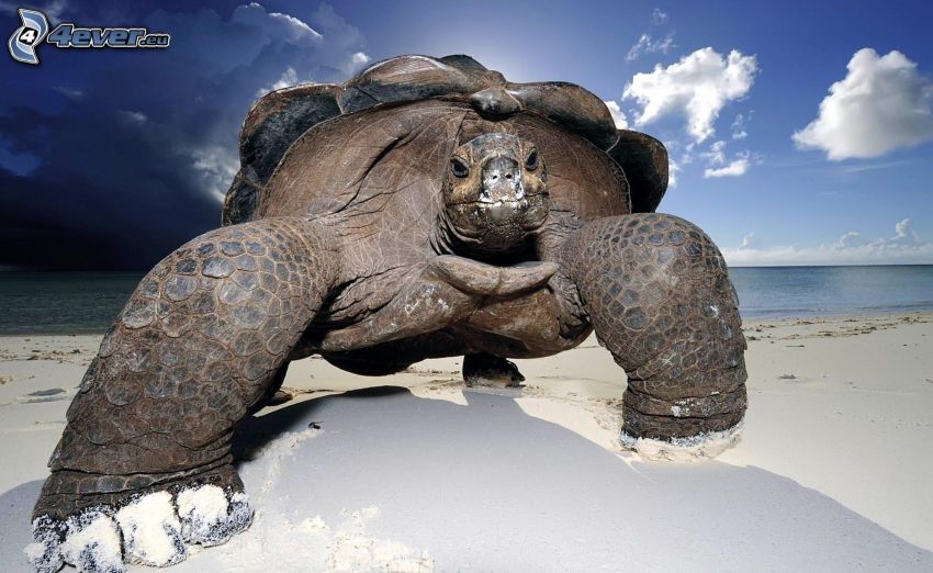korytnačka, piesočná pláž