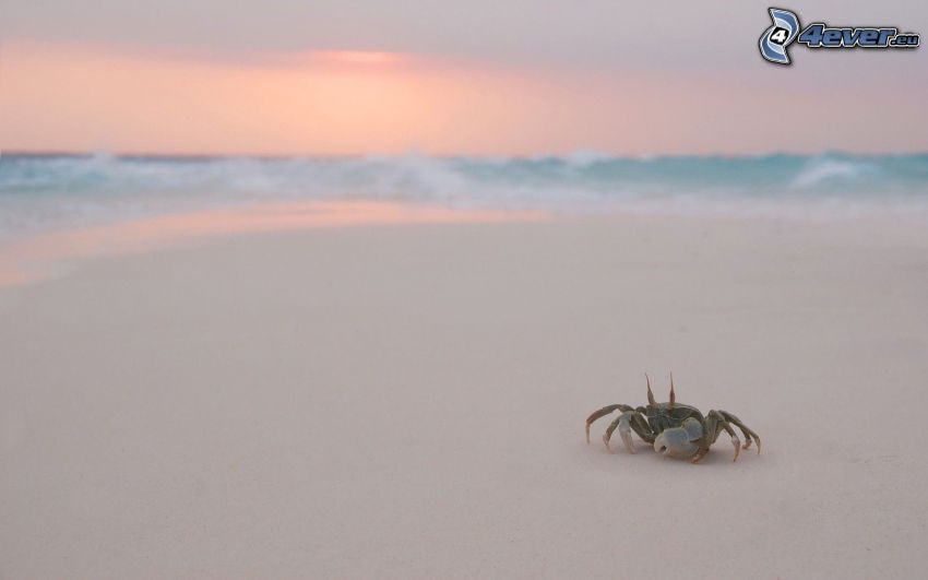 krab na pláži, piesočná pláž, západ slnka pri mori