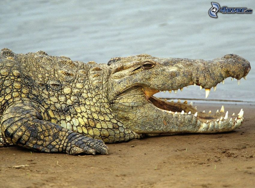 krokodíl, piesok