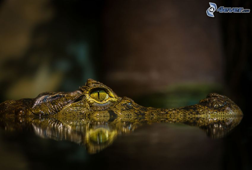 krokodíl, voda